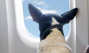 Viajar con tu mascota en avión.